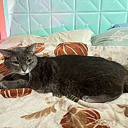 Wizzy is registered to the contest to win money with this photo: animal, bed, blanket, cat, cozy, ears, feline, fur, gray_cat, headboard, indoor, patterned_blanket, pet, pillows, quilted_headboard, relaxed, resting, sleepy, tail, whiskers
