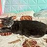 animal, bed, blanket, cat, cozy, ears, feline, fur, gray_cat, headboard, indoor, patterned_blanket, pet, pillows, quilted_headboard, relaxed, resting, sleepy, tail, whiskers