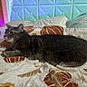 Wizzy joined the competition — help win amazing prizes! animal, bed, blanket, cat, cozy, cute, feline, fur, gray_cat, headboard, indoor, pet, pillow, pumpkin_pattern, purple_light, relaxed, resting, side_view, soft_lighting, whiskers