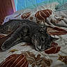 Wizzy joined the competition — help win amazing prizes! animal, bed, blanket, cat, comfort, cozy, domestic, fabric, feline, gray_cat, headboard, human_hand, indoor, leaf_pattern, petting, pillow, relaxed, resting, sleepy, soft_lighting