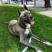 Blair joined the competition — help win amazing prizes! animal, canine, collar, daylight, dog, ears_up, friendly, grass, greenery, happy, leash, outdoor, pavement, pet, relaxed, sidewalk, street, tongue_out, tree, urban