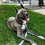 animal, canine, collar, daylight, dog, ears_up, friendly, grass, greenery, happy, leash, outdoor, pavement, pet, relaxed, sidewalk, street, tongue_out, tree, urban
