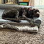 dog, black_dog, sleeping, dog_bed, collar, indoor, carpet, fireplace, pillow, resting, pet, cozy, fur, blanket, curtain, window, home, relaxed, animal, living_room