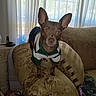 dog, pet, animal, brown_dog, pointed_ears, standing, sweater, clothing, green, white, armchair, couch, living_room, curtains, window, indoor, home, portrait, direct_gaze, cozy