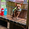 Radar Stoner is registered to the contest to win money with this photo: dog, puppy, small_dog, brown_fur, upright_ears, jacket, pet_clothing, sitting, bench, wood, rustic, outdoor, person, legs, bottles, drinks, colorful, candid, portrait, cute