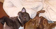 Radar Stoner is registered to the contest to win money with this photo: dogs, puppies, two_dogs, cuddling, sleeping, resting, small_breed, short_hair, brown_dog, black_dog, harness, blanket, bed, cozy, indoors, pet, animals, close_up, portrait, relaxed