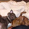 dogs, puppies, two_dogs, cuddling, sleeping, resting, small_breed, short_hair, brown_dog, black_dog, harness, blanket, bed, cozy, indoors, pet, animals, close_up, portrait, relaxed