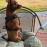 dog, canine, brown_dog, sitting, profile, harness, patio, outdoor, backyard, garden, lawn, chair, cushion, furniture, table, metal, grass, gravel, home, daylight