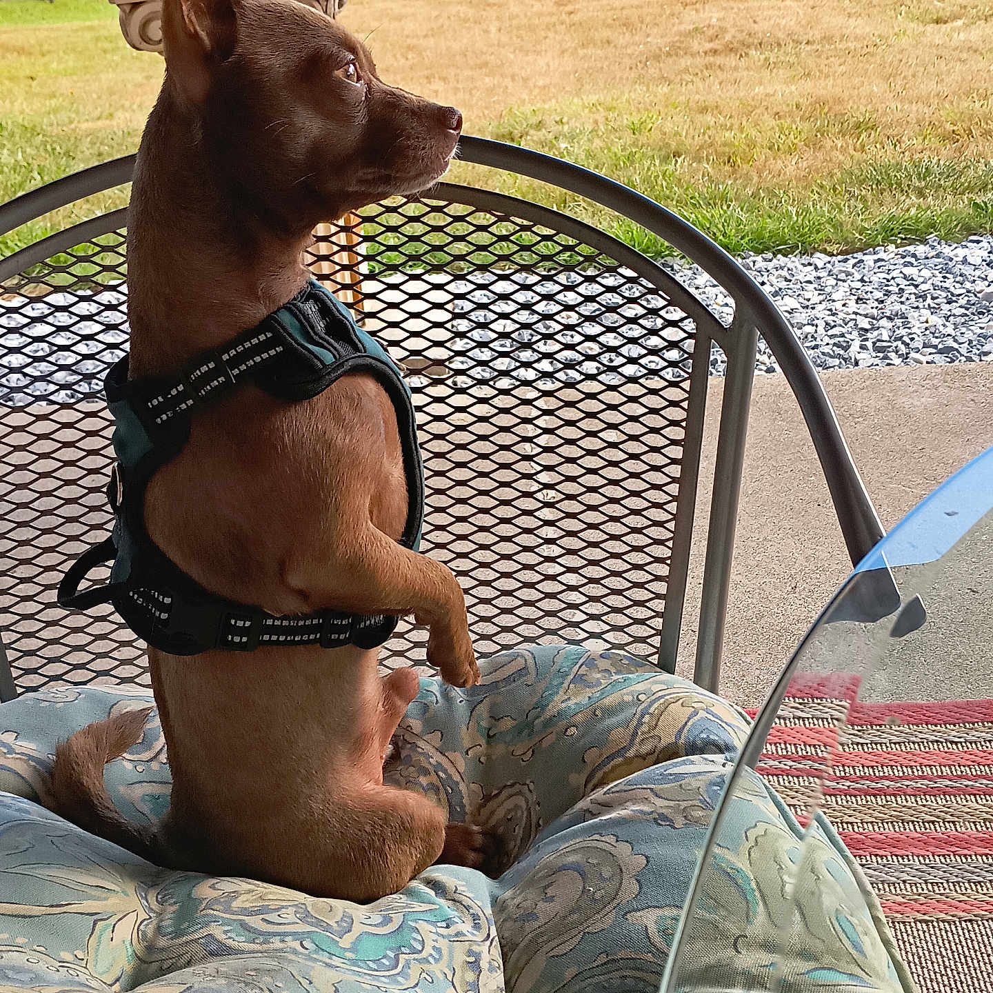 Radar Stoner is registered to the contest to win money with this photo: dog, canine, brown_dog, sitting, profile, harness, patio, outdoor, backyard, garden, lawn, chair, cushion, furniture, table, metal, grass, gravel, home, daylight