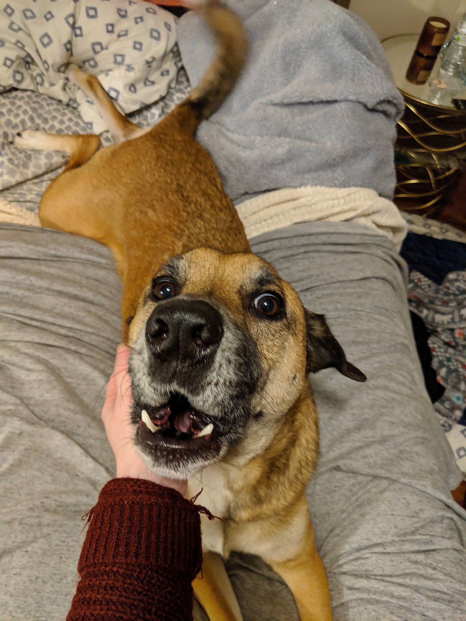 Neeko is registered to the contest to win money with this photo: black_mouth_cur, bullmastiff, canidae, carnivore, dog, dog_breed, ear, english_mastiff, fawn, guard_dog, mammal, mountain_cur, non_sporting_group, paw, perro_de_presa_mallorquin, person, snout, vertebrate