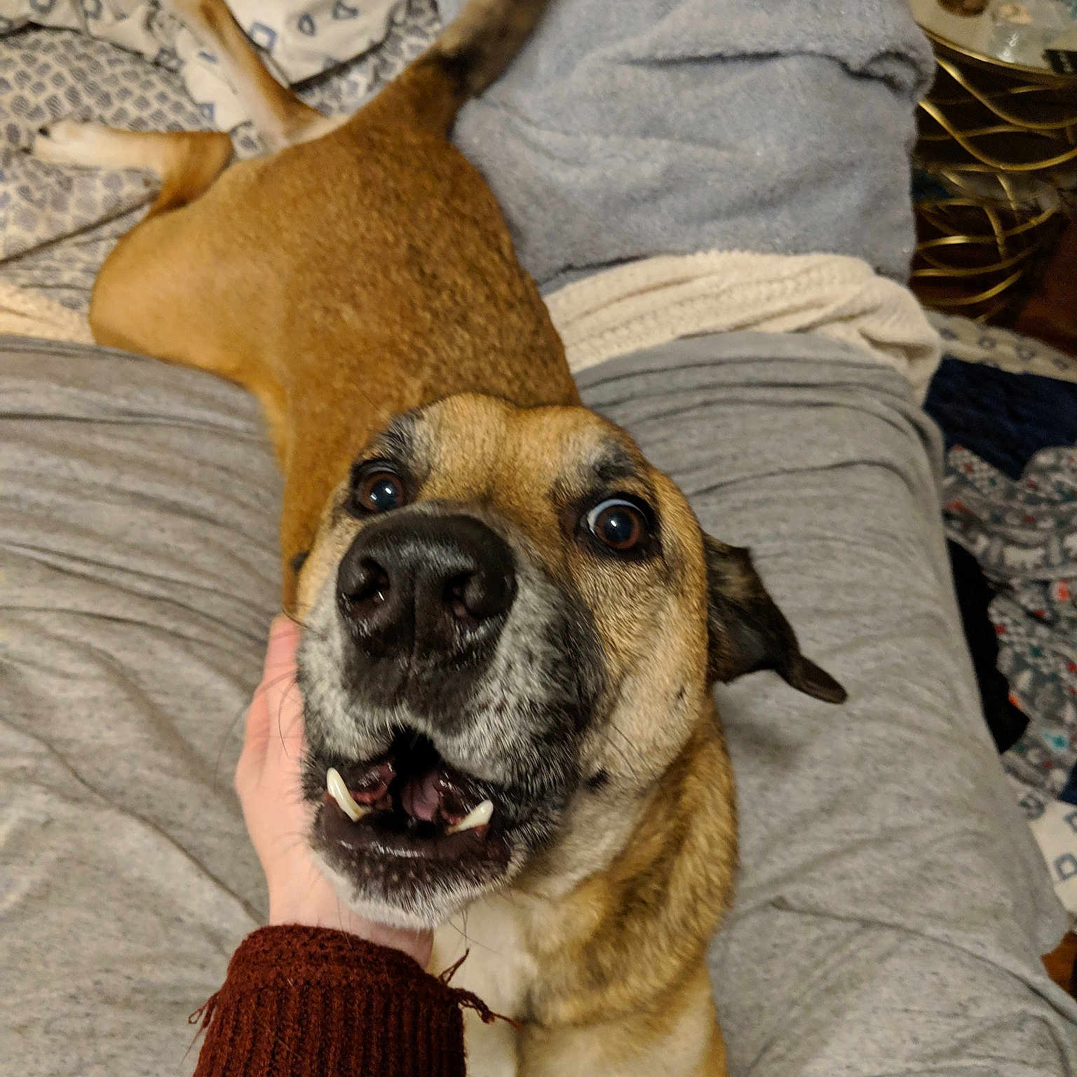 Neeko is registered to the contest to win money with this photo: black_mouth_cur, bullmastiff, canidae, carnivore, dog, dog_breed, ear, english_mastiff, fawn, guard_dog, mammal, mountain_cur, non_sporting_group, paw, perro_de_presa_mallorquin, person, snout, vertebrate