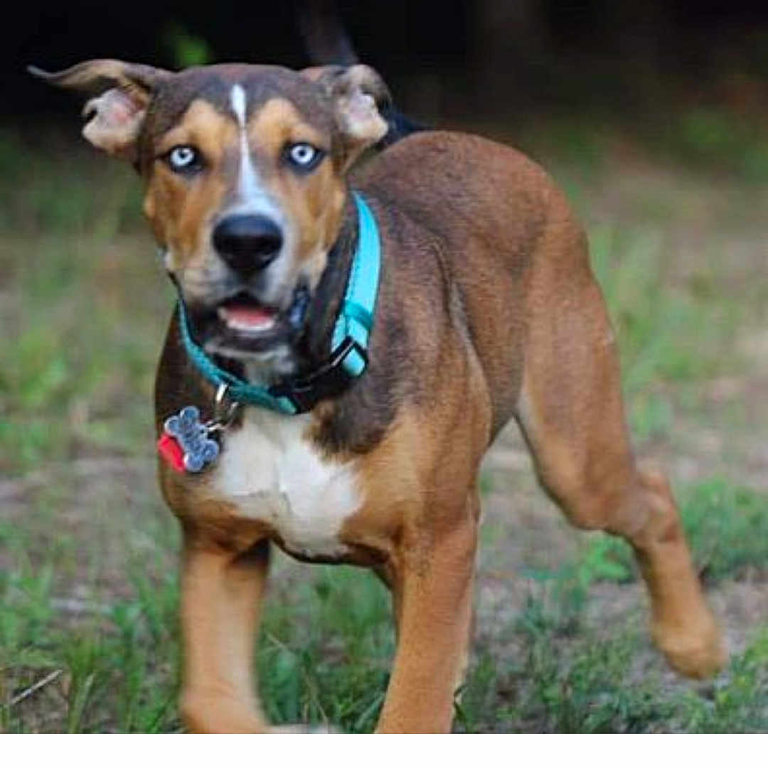 Odin