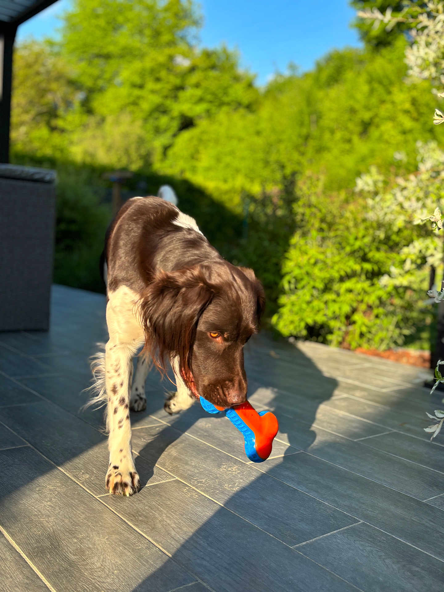 Ukso participe au concours pour gagner de l'argent avec cette photo : dog, toy, bone, brown, white, pet, outdoor, patio, sunlight, greenery, grass, playful, canine, animal, fur, ears, snout, shadow, tiles, nature