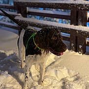 Ukso a rejoint le concours — aidez-le/la à gagner de superbes lots ! dog, snow, outdoor, animal, pet, winter, black_and_white, fence, playful, fur, tongue, snowflakes, leash, canine, nature, cold, standing, daylight, green_collar, wood