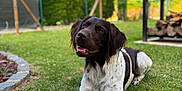 Ukso participe au concours pour gagner de l'argent avec cette photo : dog, grass, outdoor, pet, animal, lawn, garden, nature, canine, brown, white, spotted, relaxed, sunlight, happy, fur, tongue, portrait, daytime, woodpile