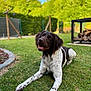 dog, grass, outdoor, pet, animal, lawn, garden, nature, canine, brown, white, spotted, relaxed, sunlight, happy, fur, tongue, portrait, daytime, woodpile