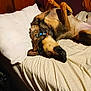 Myka joined the competition — help win amazing prizes! dog, bed, pillow, sleeping, relaxed, indoors, canine, collar, fur, resting, cozy, wooden_wall, blanket, domestic_animal, pet, animal, mammal, comfort, household, sleep
