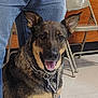 Myka is registered to the contest to win money with this photo: dog, indoor, chain_collar, folding_chairs, person_legs, jeans, happy_dog, smiling_dog, floor, brown_dog, black_dog, pet, canine, collar, domestic_animal, animal, sitting, looking_at_camera, ears_up, tongue_out
