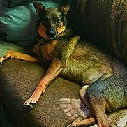 Myka joined the competition — help win amazing prizes! animal, brown, canine, collar, comfort, couch, dog, domestic_animal, ears, fur, home, indoor, looking, lying_down, paw, pet, pillow, relaxed, resting, snout