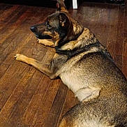 Myka joined the competition — help win amazing prizes! dog, animal, pet, indoor, wooden_floor, cabinet, dvd_shelf, brown, black, lying_down, relaxed, side_view, fur, ears, paws, flooring, home, furniture, resting, canine