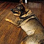 dog, animal, pet, indoor, wooden_floor, cabinet, dvd_shelf, brown, black, lying_down, relaxed, side_view, fur, ears, paws, flooring, home, furniture, resting, canine