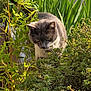 Shiruba participe au concours pour gagner de l'argent avec cette photo : cat, grey_cat, white_cat, outdoor, plants, greenery, foliage, bush, nature, sunlight, pet, animal, whiskers, ears, tail, alert, curious, garden, daylight, mammal