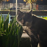 Shiruba participe au concours pour gagner de l'argent avec cette photo : cat, night, outdoor, streetlamp, plant, greenery, collar, pet, animal, dark, shadow, illuminated, feline, curious, closeup, urban, quiet, mysterious, nature, background