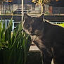 cat, night, outdoor, streetlamp, plant, greenery, collar, pet, animal, dark, shadow, illuminated, feline, curious, closeup, urban, quiet, mysterious, nature, background