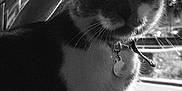 Shiruba participe au concours pour gagner de l'argent avec cette photo : cat, black_and_white, night, collar, tag, plant, stone, whiskers, fur, closeup, outdoor, animal, pet, portrait, dark, shadow, eyes, feline, mystery, noir