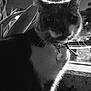 cat, black_and_white, night, collar, tag, plant, stone, whiskers, fur, closeup, outdoor, animal, pet, portrait, dark, shadow, eyes, feline, mystery, noir