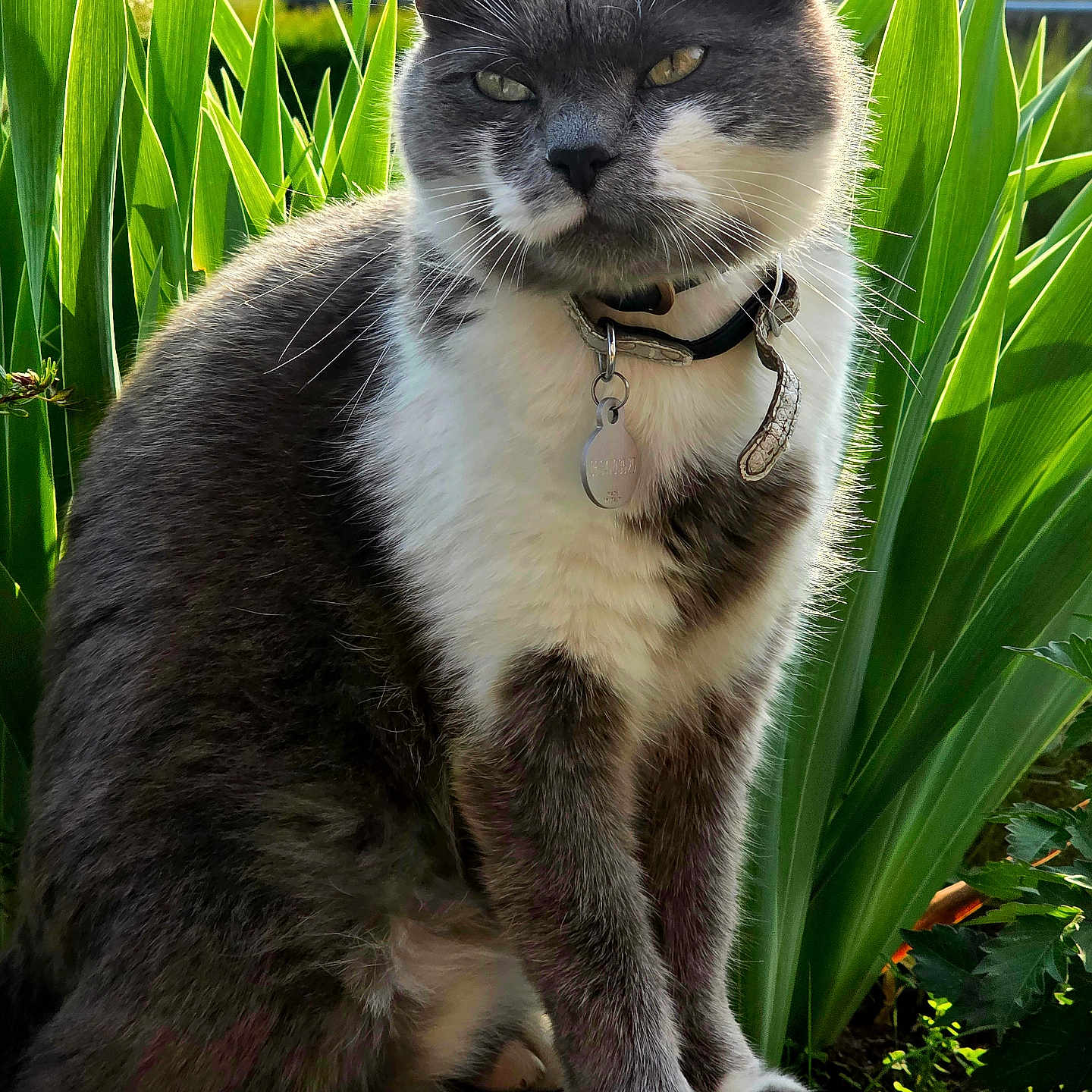 Shiruba a rejoint le concours — aidez-le/la à gagner de superbes lots ! animal, calm, cat, closeup, collar, ears, feline, gray_cat, greenery, nature, outdoor, paws, pet, plants, portrait, sitting, stone_ledge, sunlight, whiskers, white_fur