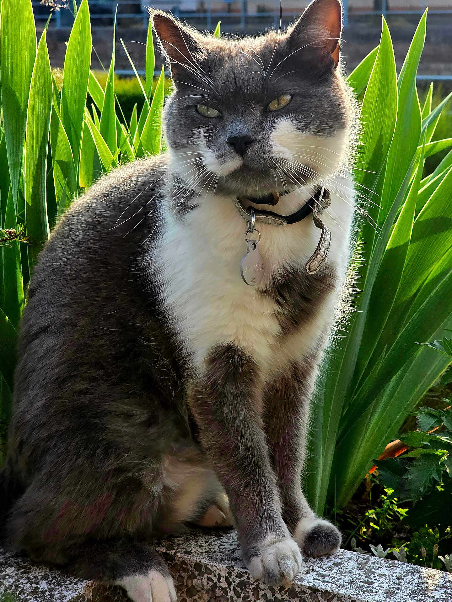 Shiruba a rejoint le concours — aidez-le/la à gagner de superbes lots ! cat, gray_cat, white_fur, collar, pet, outdoor, plants, greenery, sunlight, stone_ledge, feline, whiskers, ears, paws, nature, portrait, animal, closeup, sitting, calm