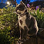 Shiruba participe au concours pour gagner de l'argent avec cette photo : cat, gray_and_white, sitting, garden, plants, flowers, purple_flowers, stone_ledge, evening, twilight, outdoor, streetlamp, greenery, nature, pet, collar, house, blurred_background, animal, quiet