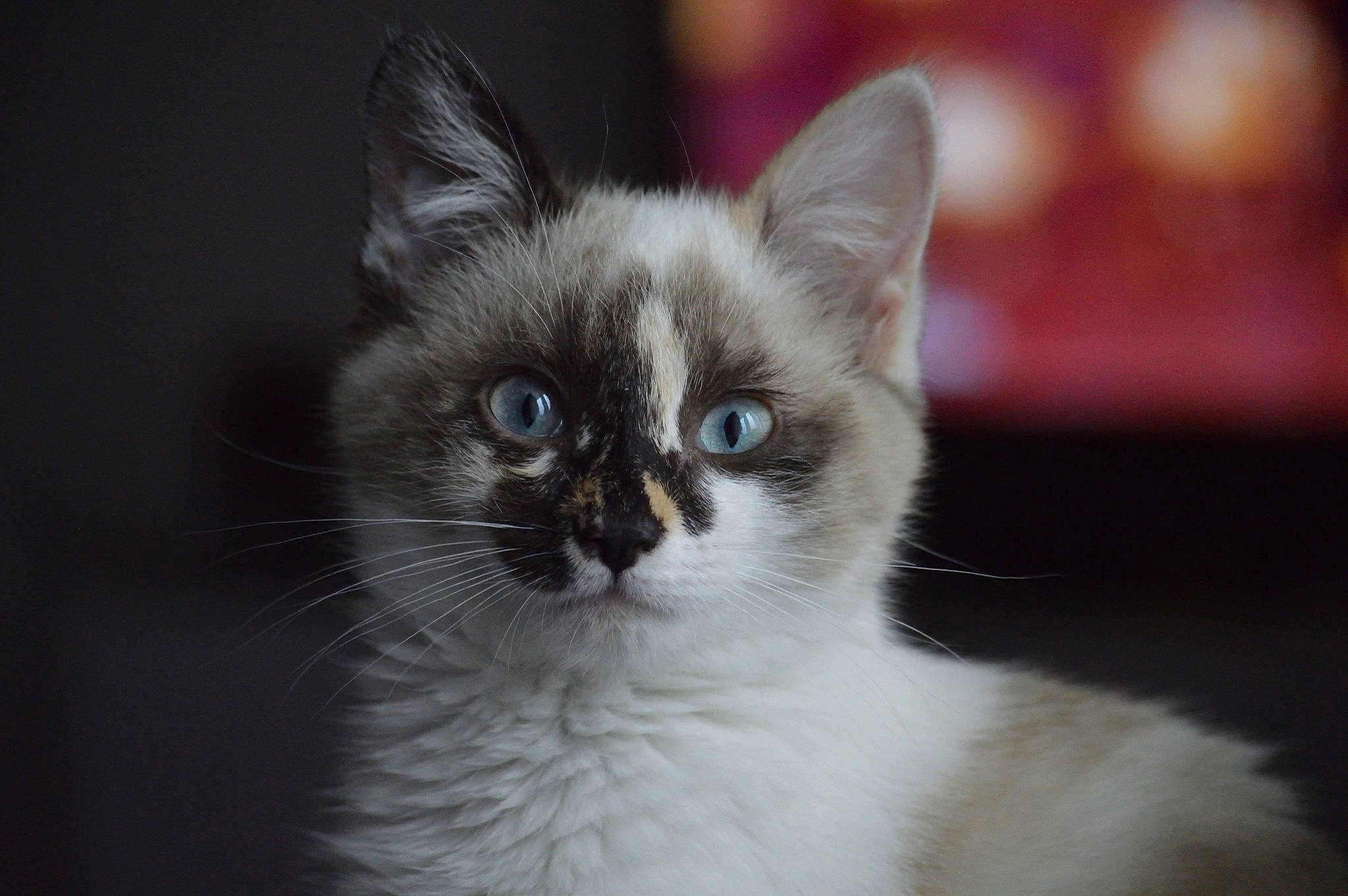 Queenie a rejoint le concours — aidez-le/la à gagner de superbes lots ! carnivore, cat, door, fang, fawn, felidae, fur, iris, siamese, small_to_medium_sized_cats, snout, terrestrial_animal, whiskers, window