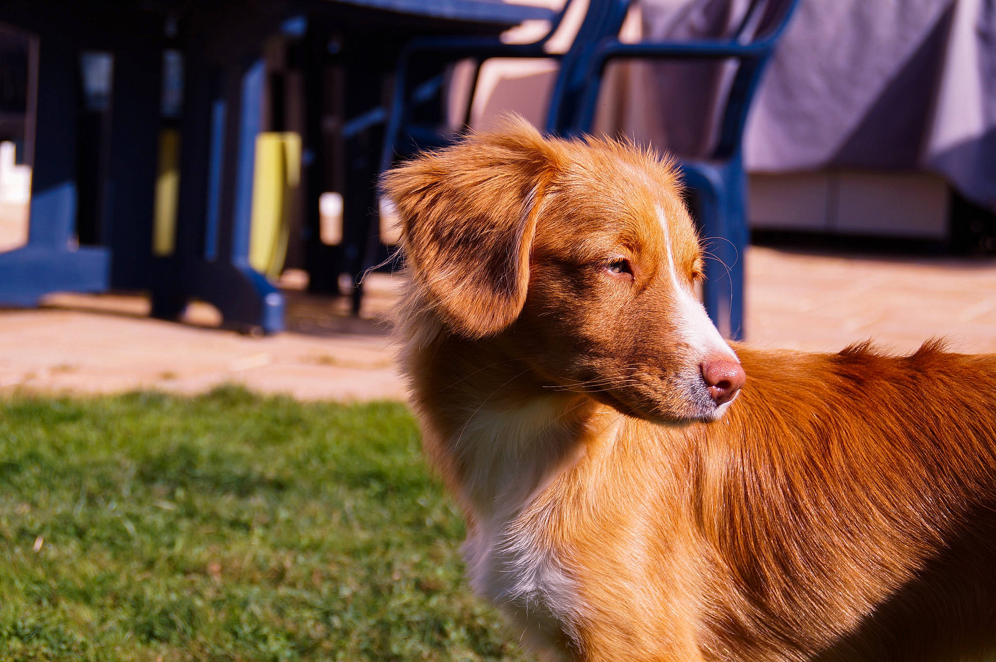 Pukka a rejoint le concours — aidez-le/la à gagner de superbes lots ! canidae, carnivore, companion_dog, dog, dog_breed, golden_retriever, mammal, nova_scotia_duck_tolling_retriever, retriever, snout, sporting_group, vertebrate, whiskers