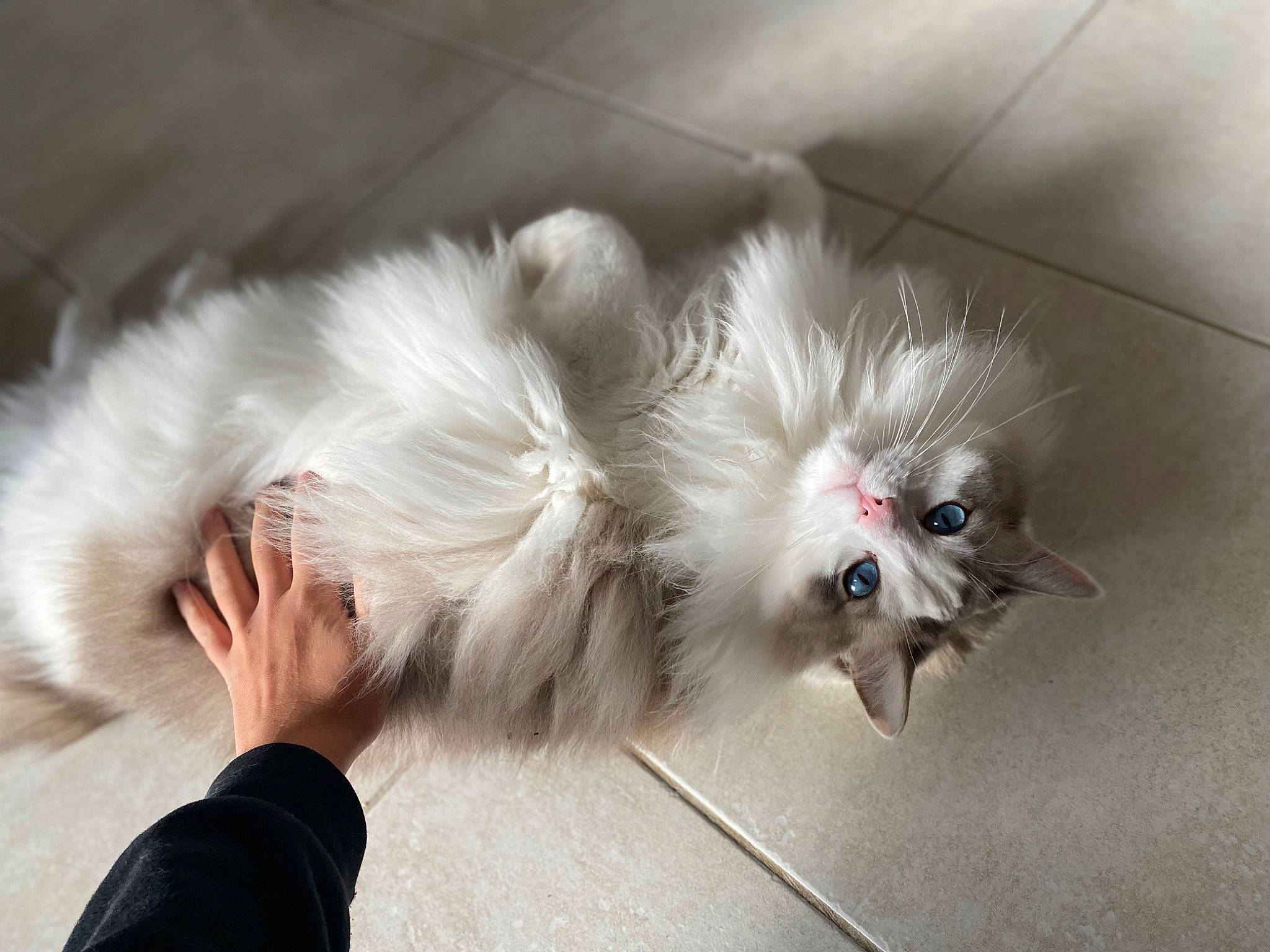 Swann a rejoint le concours — aidez-le/la à gagner de superbes lots ! carnivore, claw, companion_dog, fawn, felidae, foot, fur, gesture, paw, small_to_medium_sized_cats, tail, toy_dog, whiskers, wing