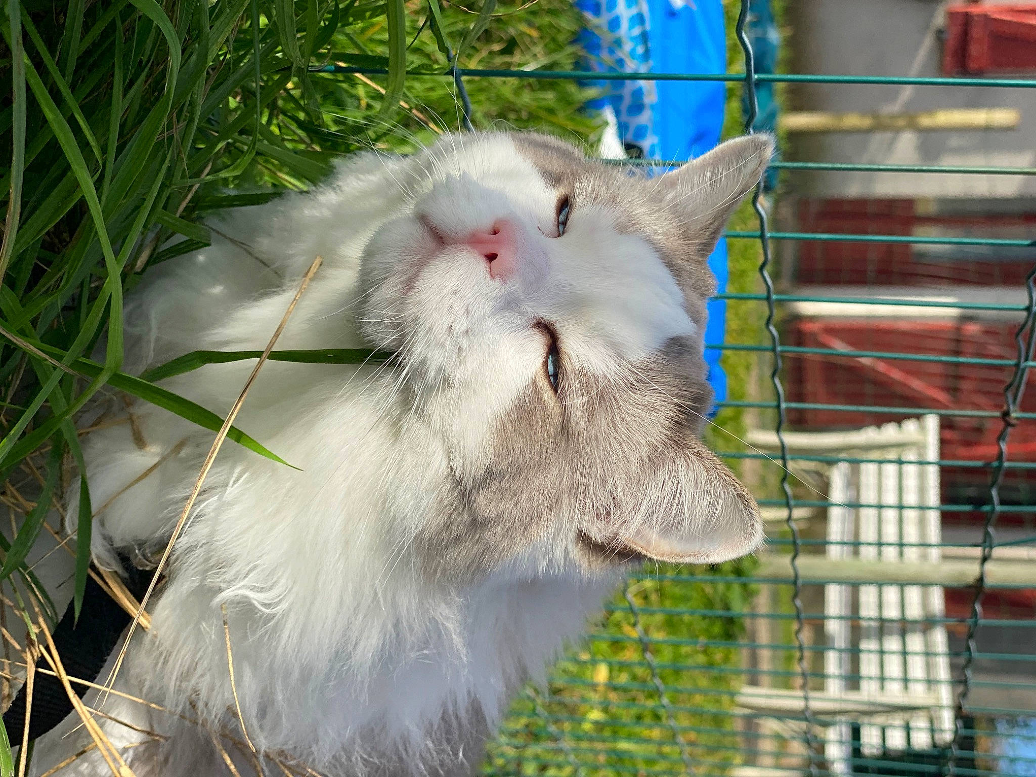 Swann participe au concours pour gagner de l'argent avec cette photo : animal_shelter, cage, carnivore, cat, collar, domestic_short_haired_cat, fang, fawn, felidae, fur, goats, grass, mesh, pet_supply, plant, small_to_medium_sized_cats, snout, tail, terrestrial_animal, whiskers