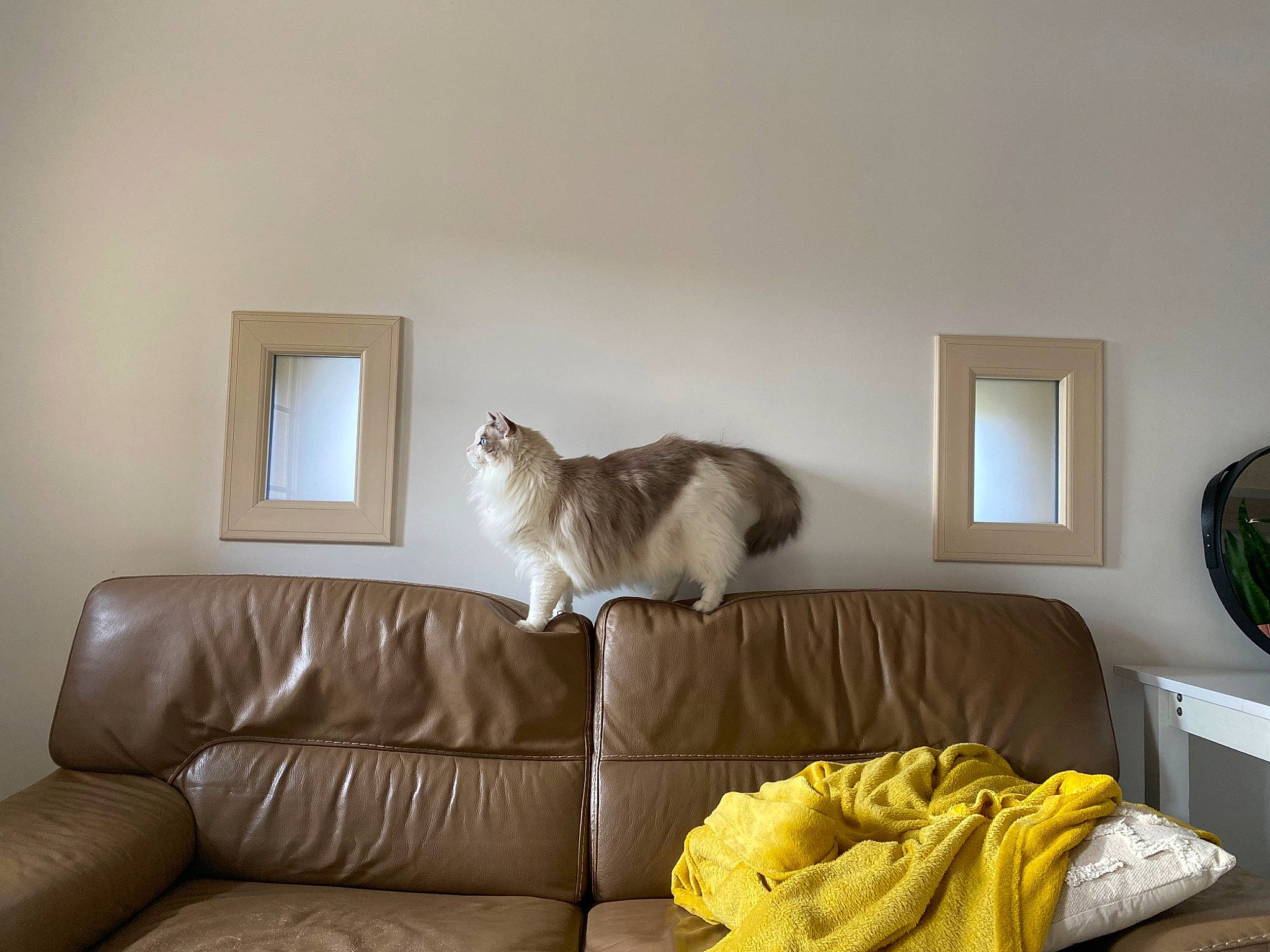Swann participe au concours pour gagner de l'argent avec cette photo : beige, brown, carnivore, cat, comfort, couch, felidae, floor, flooring, grey, hardwood, interior_design, living_room, picture_frame, sofa_bed, studio_couch, textile, wall, whiskers, wood