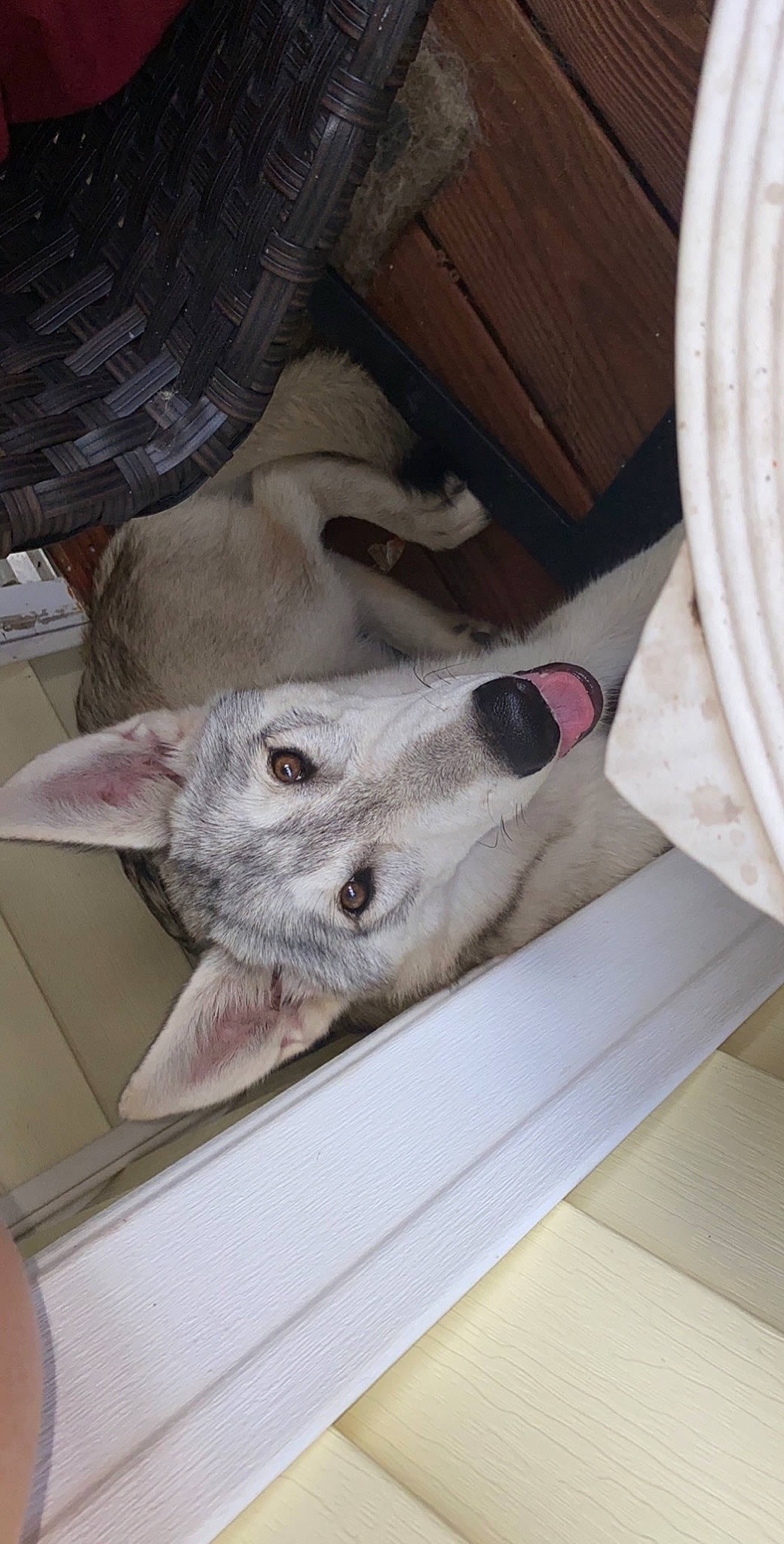 Kobe joined the competition — help win amazing prizes! canidae, carnivore, dog, dog_breed, ear, mammal, non_sporting_group