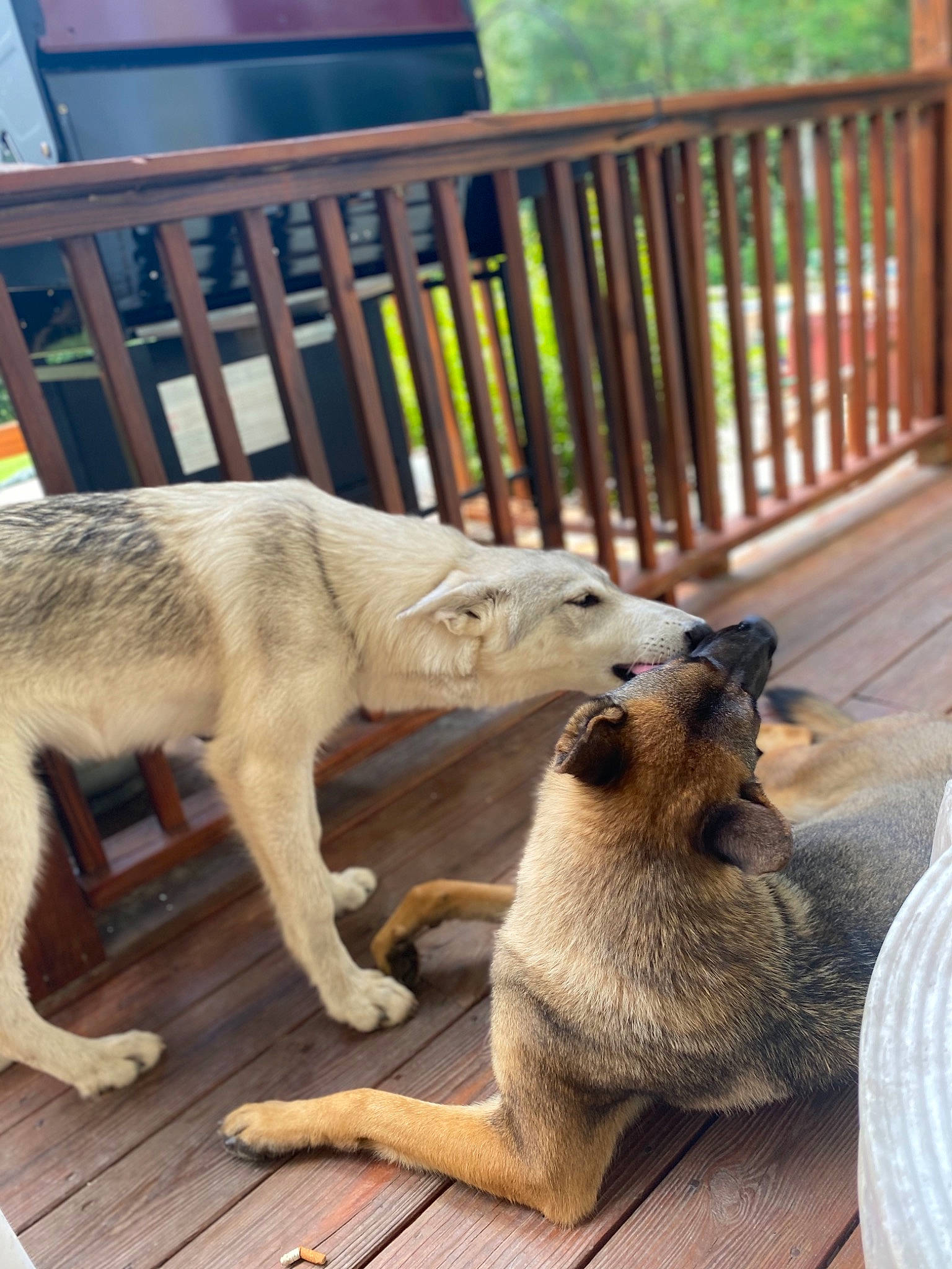 Kobe joined the competition — help win amazing prizes! canidae, canis, carnivore, czechoslovakian_wolfdog, dog, dog_breed, fawn, mammal, street_dog, vertebrate, wildlife, wolfdog, zoo