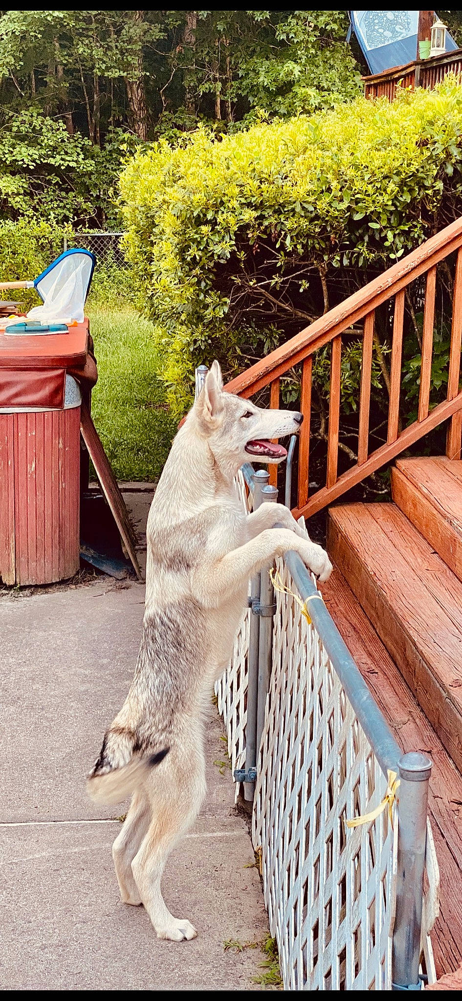 Kobe joined the competition — help win amazing prizes! berger_blanc_suisse, canidae, carnivore, czechoslovakian_wolfdog, dog, dog_breed, fawn, mammal, northern_inuit_dog, norwegian_buhund, saarloos_wolfdog, siberian_husky, tail, tamaskan_dog, vertebrate, wolfdog
