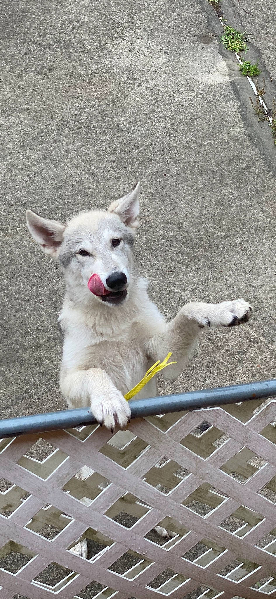 Kobe is registered to the contest to win money with this photo: berger_blanc_suisse, canaan_dog, canadian_eskimo_dog, canidae, carnivore, dog, dog_breed, fawn, kintamani, korean_jindo_dog, mammal, northern_inuit_dog, pungsan_dog, rare_breed_dog, siberian_husky, tamaskan_dog, vertebrate, white_shepherd, wolfdog