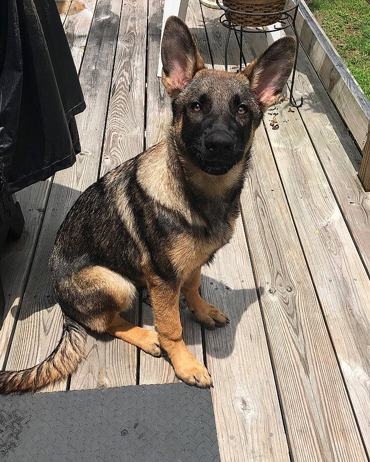 Stella joined the competition — help win amazing prizes! belgian_shepherd_malinois, canidae, carnivore, dog, dog_breed, east_european_shepherd, fawn, german_shepherd_dog, king_shepherd, kunming_wolfdog, mammal, norwegian_elkhound, police_dog, rare_breed_dog, snout, swedish_vallhund, vertebrate, working_dog