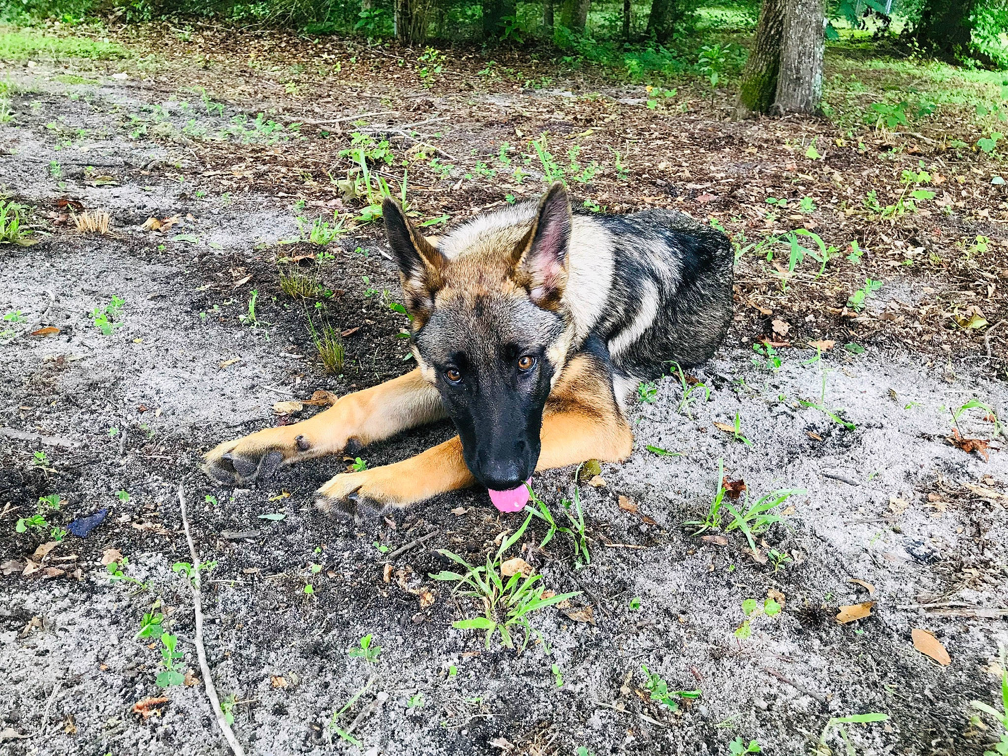 Stella is registered to the contest to win money with this photo: belgian_shepherd, belgian_shepherd_malinois, canidae, carnivore, dog, dog_breed, east_european_shepherd, fawn, german_shepherd_dog, king_shepherd, kunming_wolfdog, mammal, old_german_shepherd_dog, shiloh_shepherd_dog, snout, tervuren, vertebrate, wildlife, wolfdog, working_dog