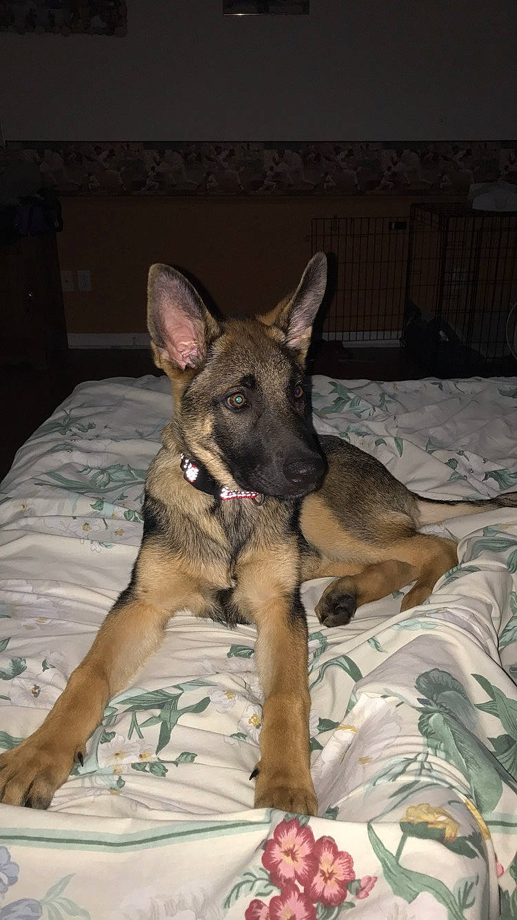 Stella joined the competition — help win amazing prizes! belgian_shepherd_malinois, canidae, carnivore, dog, dog_breed, east_european_shepherd, fawn, german_shepherd_dog, kunming_wolfdog, mammal, snout, vertebrate