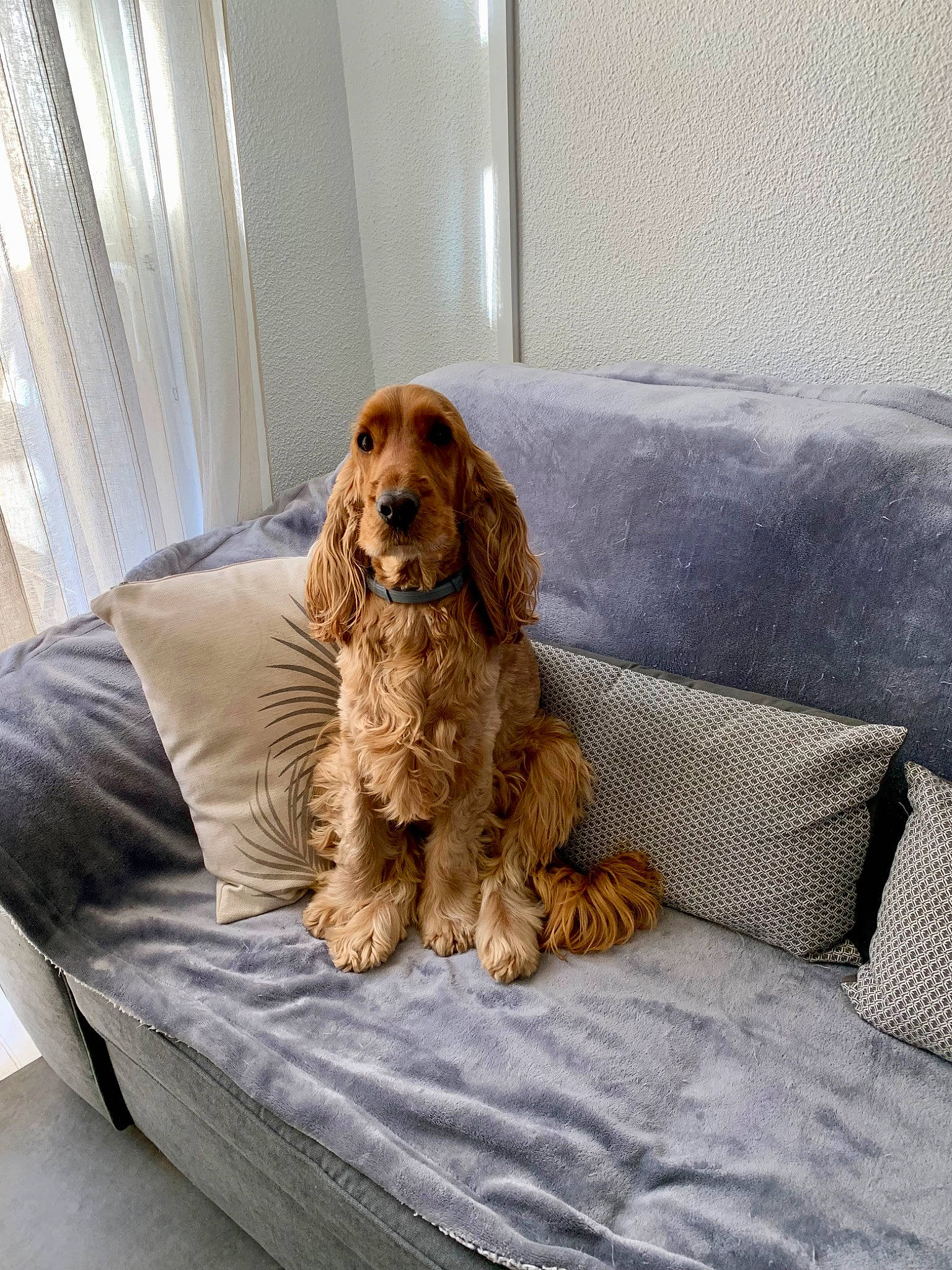 Joy a rejoint le concours — aidez-le/la à gagner de superbes lots ! bored, carnivore, comfort, companion_dog, couch, curtain, dog, dog_breed, dog_supply, flooring, fur, hardwood, liver, room, spaniel, sporting_group, studio_couch, terrestrial_animal, wood, working_animal