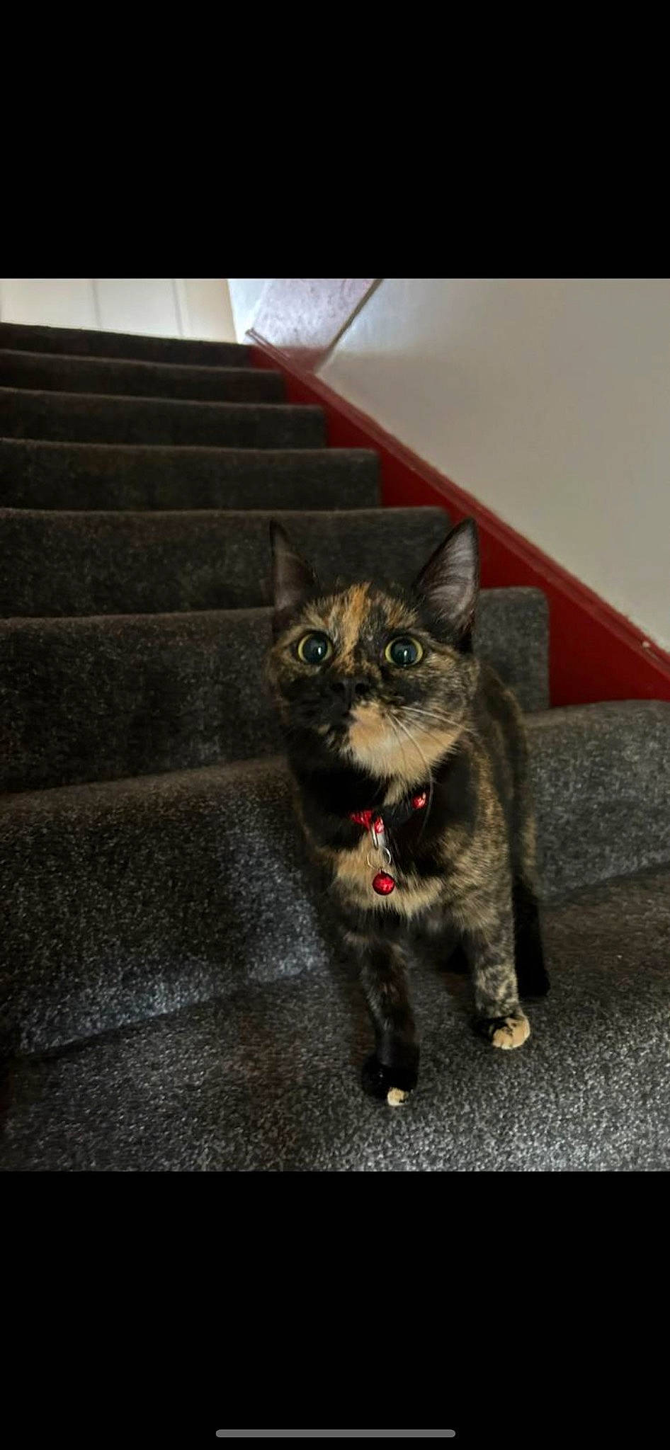 Cookie is registered to the contest to win money with this photo: asphalt, black_cat, carnivore, cat, claw, domestic_short_haired_cat, felidae, flooring, fur, grey, paw, road_surface, small_to_medium_sized_cats, stairs, tail, terrestrial_animal, whiskers