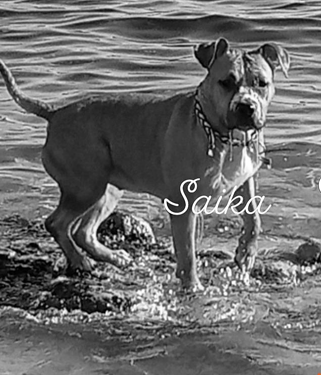 Saika a rejoint le concours — aidez-le/la à gagner de superbes lots ! ancient_dog_breeds, art, canidae, carnivore, dog, dog_breed, dog_collar, fawn, guard_dog, liquid, monochrome, monochrome_photography, snout, sporting_group, style, terrestrial_animal, water, wildlife, working_animal, working_dog