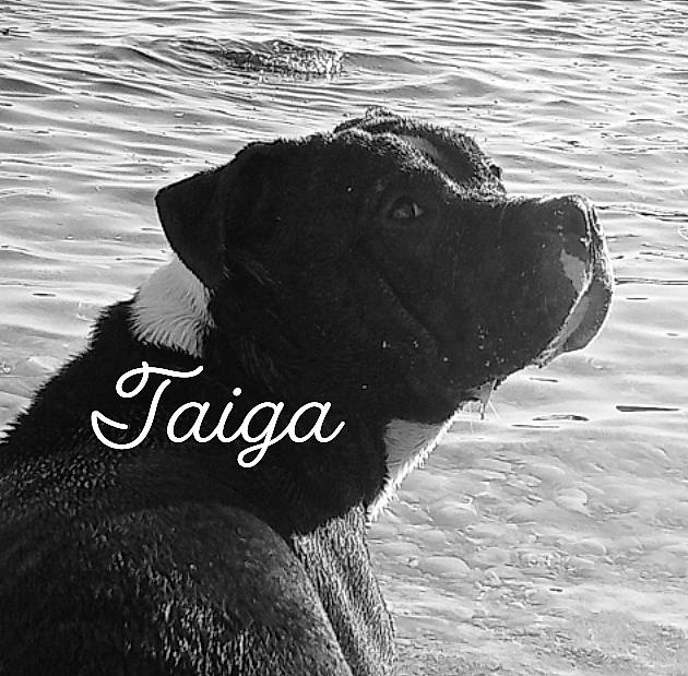 Taiga a rejoint le concours — aidez-le/la à gagner de superbes lots ! black_and_white, canidae, carnivore, dog, dog_breed, dog_collar, guard_dog, labrador_retriever, mammal, monochrome, monochrome_photography, snout, sporting_group, stock_photography, style, terrestrial_animal, vertebrate, water, wind_wave, working_animal