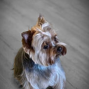 Paillette a rejoint le concours — aidez-le/la à gagner de superbes lots ! dog, yorkshire_terrier, pet, indoor, floor, fur, small_dog, cute, animal, portrait, sitting, canine, domestic_animal, long_hair, looking_away, ears, whiskers, adorable, companion, house_pet